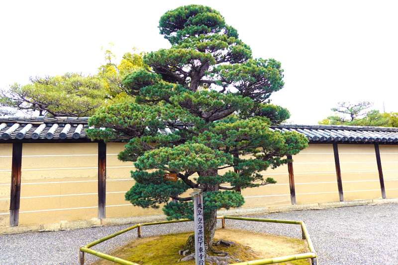 東寺 天皇皇后両陛下東寺行幸記念樹