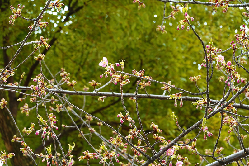 東寺 桜