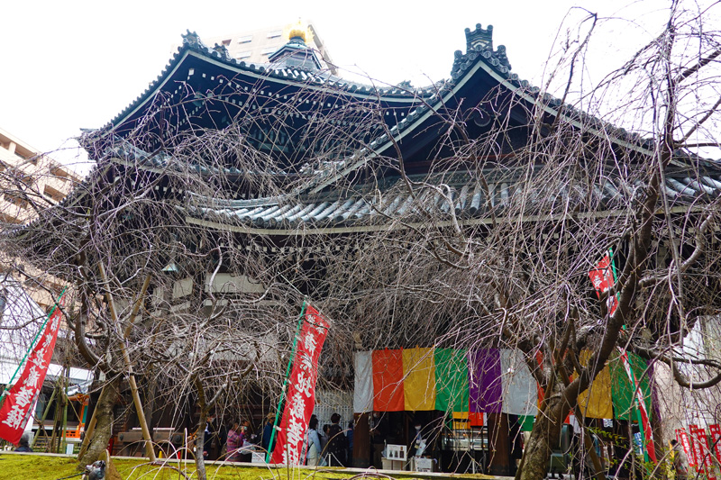 頂法寺（六角堂）しだれ桜