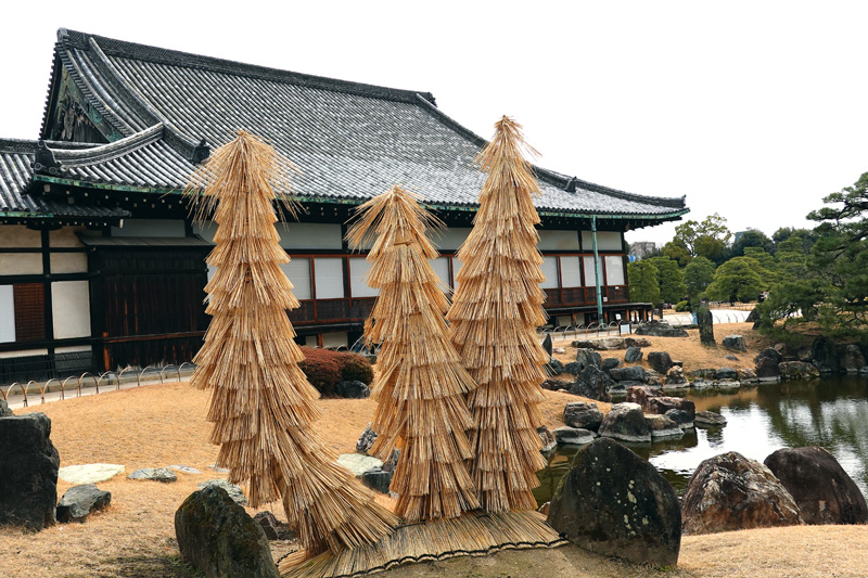 二条城 二の丸庭園　蘇鉄