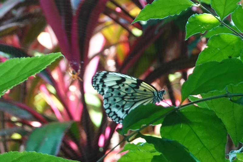 オオゴマダラ（大胡麻斑）