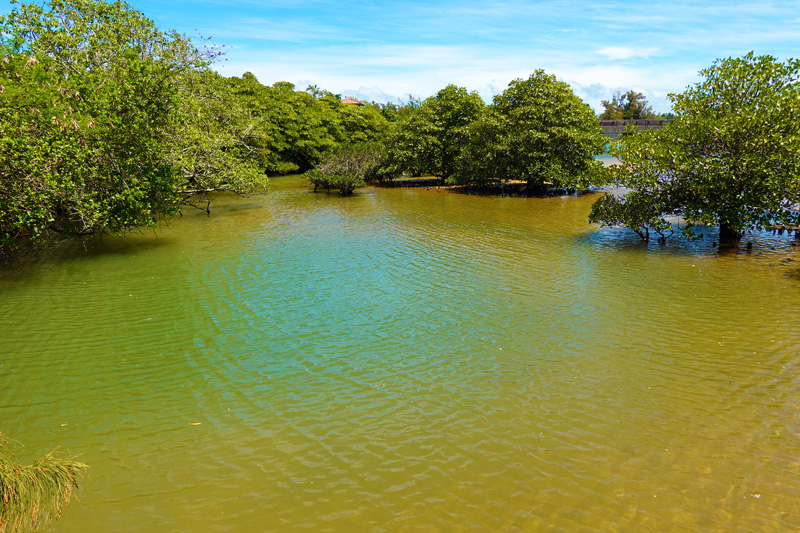億首川 マングローブ林