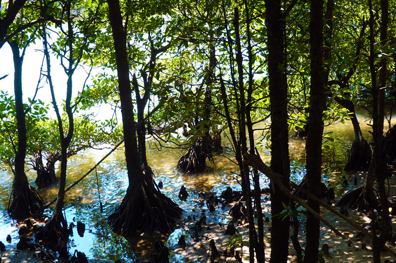 億首川 マングローブ林