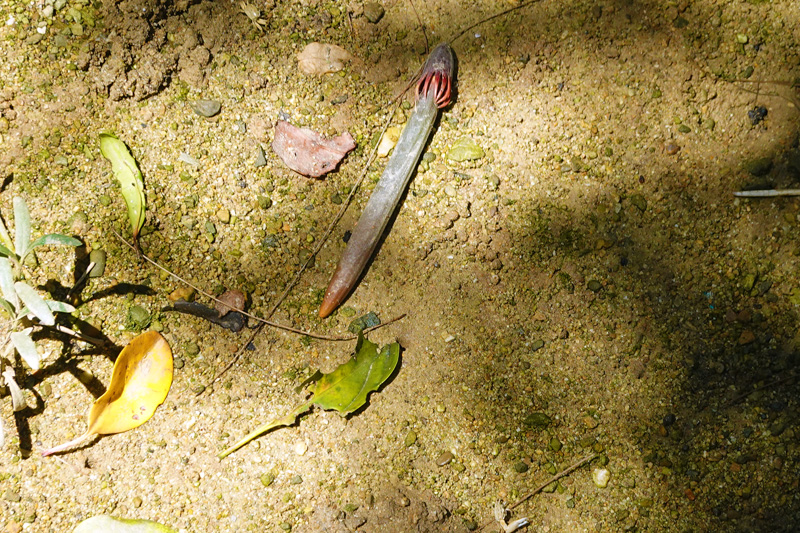 億首川 マングローブ林