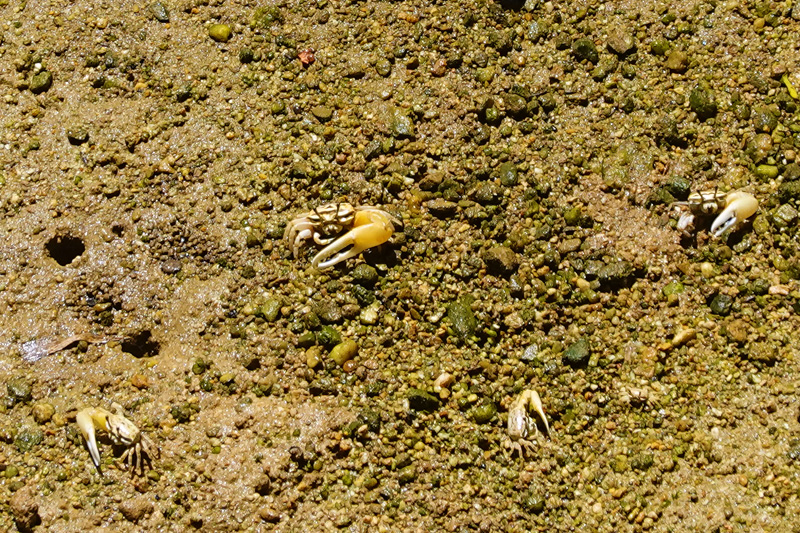 億首川 マングローブ林