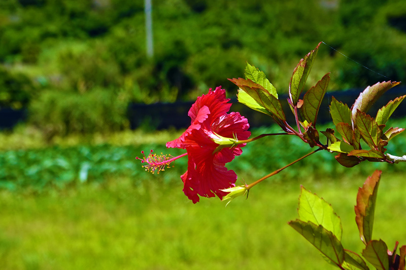 億首川 マングローブ林
