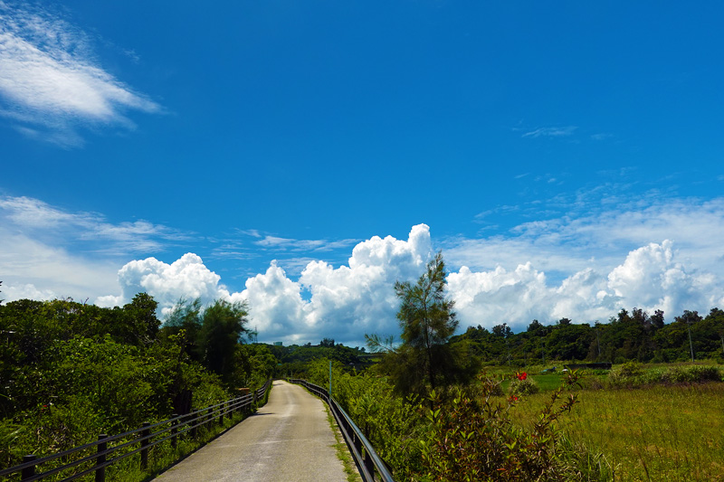 億首川 マングローブ林