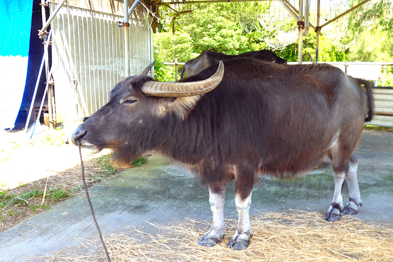 億首川 マングローブ林　牛車