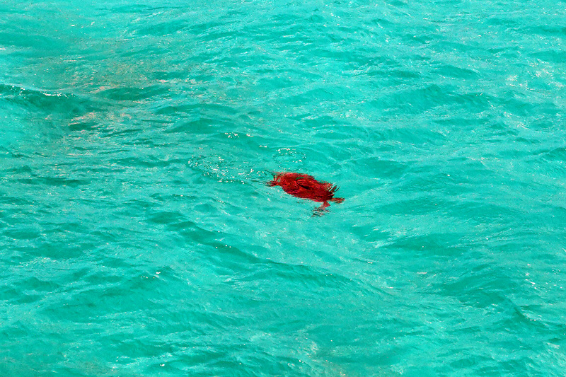 古宇利大橋　ウミガメ