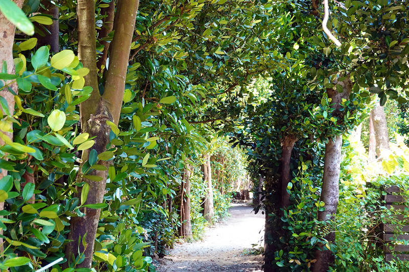 備瀬のフクギ並木