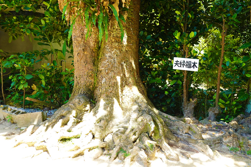 備瀬のフクギ並木　夫婦福木