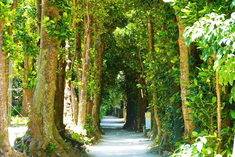 備瀬のフクギ並木