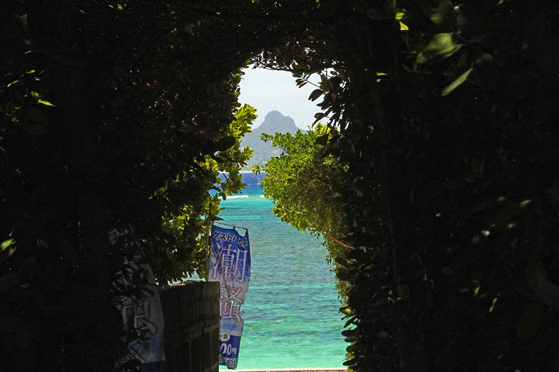 備瀬のフクギ並木