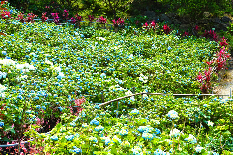 よへなあじさい園