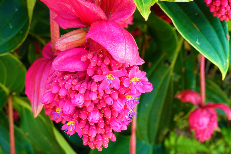 メディニラ '火の鳥' 