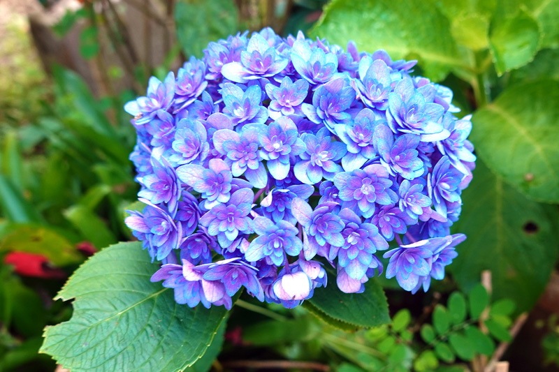 よへなあじさい園