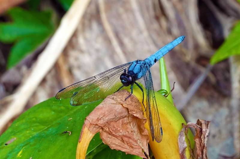 オオシオカラトンボ