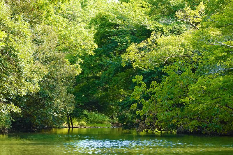 ぐるっと松江堀川めぐり（堀川遊覧船）　自然地区