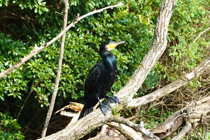 ぐるっと松江堀川めぐり（堀川遊覧船）　自然地区