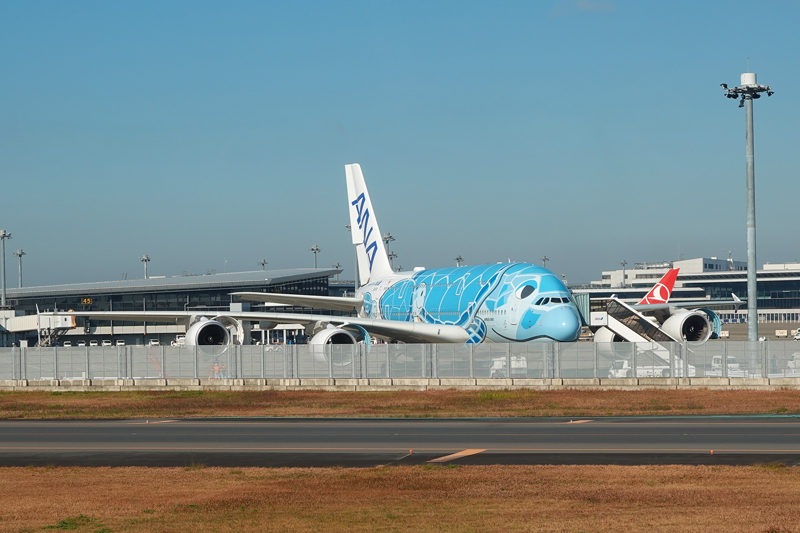 フライングホヌ