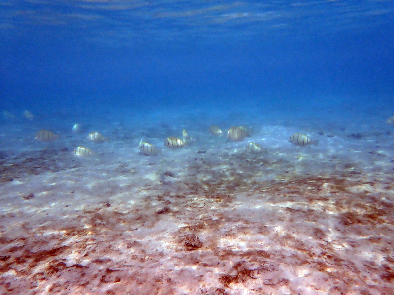 タモン湾で見られた熱帯魚と浅瀬の海