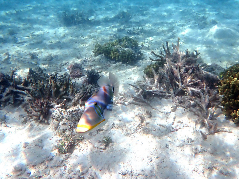 タモン湾で見られた熱帯魚と浅瀬の海