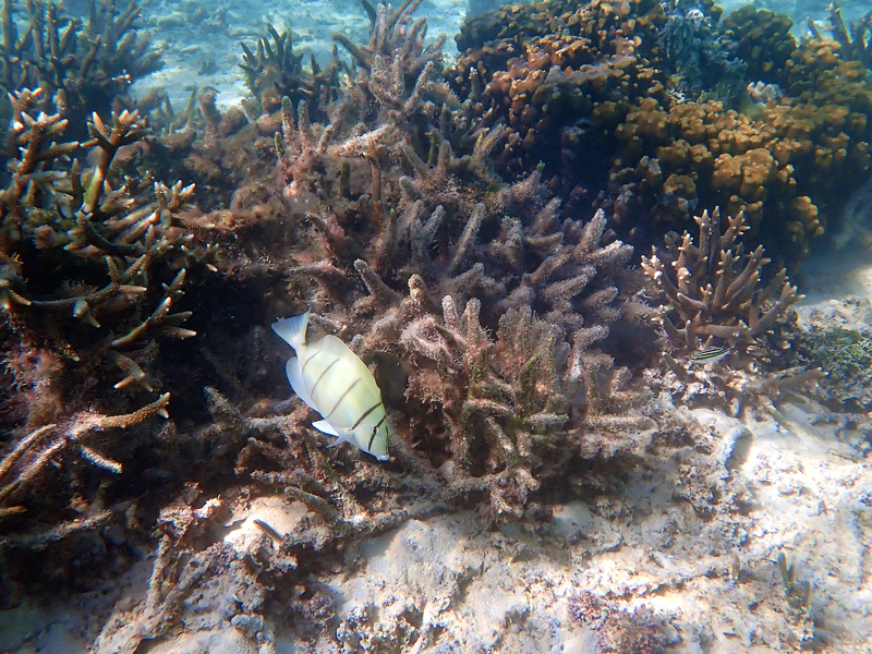 タモン湾で見られた熱帯魚と浅瀬の海