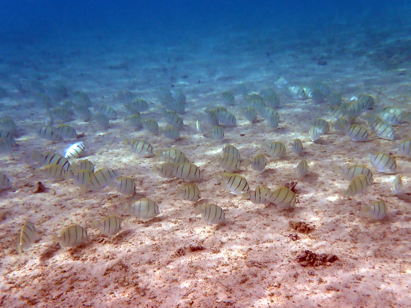 クラウンプラザリゾートグアム前のビーチで過ごす朝の時間