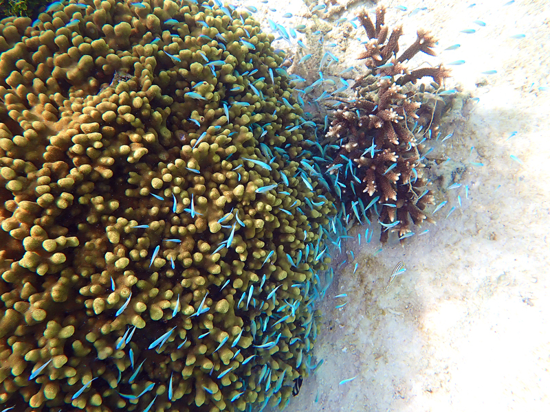 青い魚が泳ぐ浅瀬の海の風景