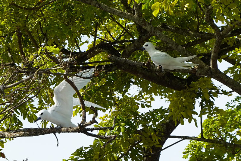ホテル敷地内で見かけた白い海鳥シロアジサシ（White Tern）