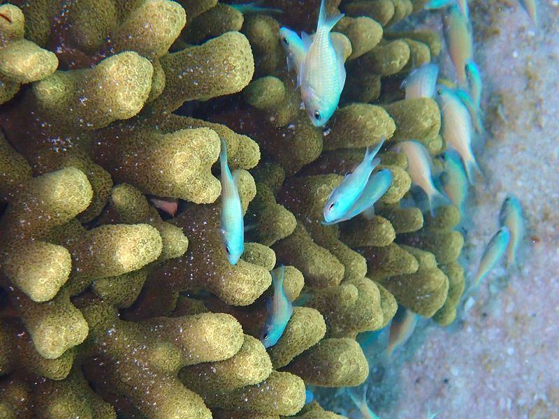 クラウンプラザリゾートグアムで見られた熱帯魚をオリンパス TG-6で撮影