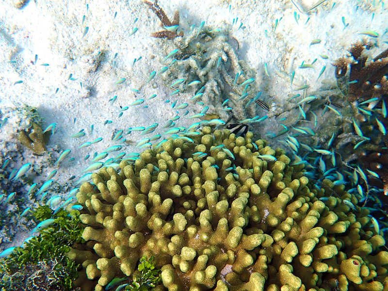 クラウンプラザリゾートグアムで見られた熱帯魚