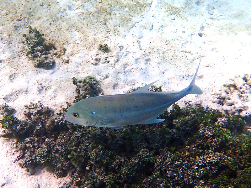 クラウンプラザリゾートグアムで見られた熱帯魚