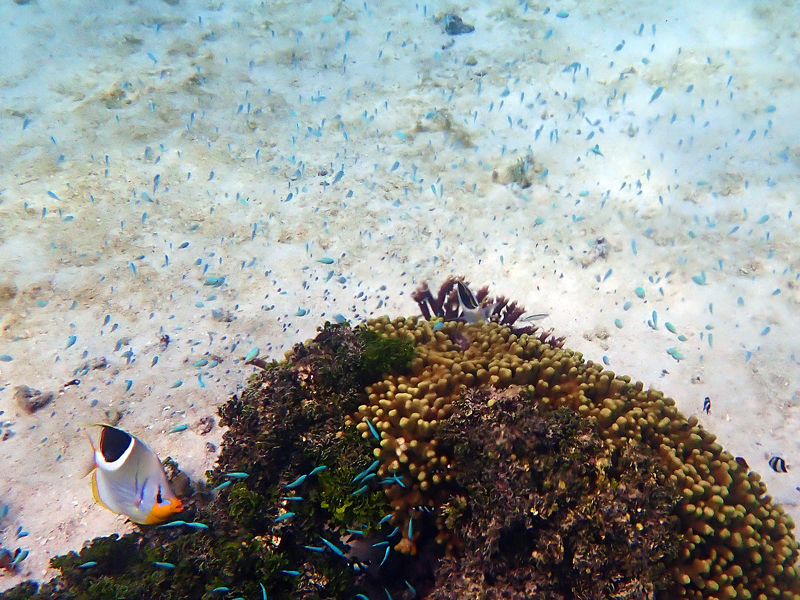 クラウンプラザリゾートグアムで見られた熱帯魚