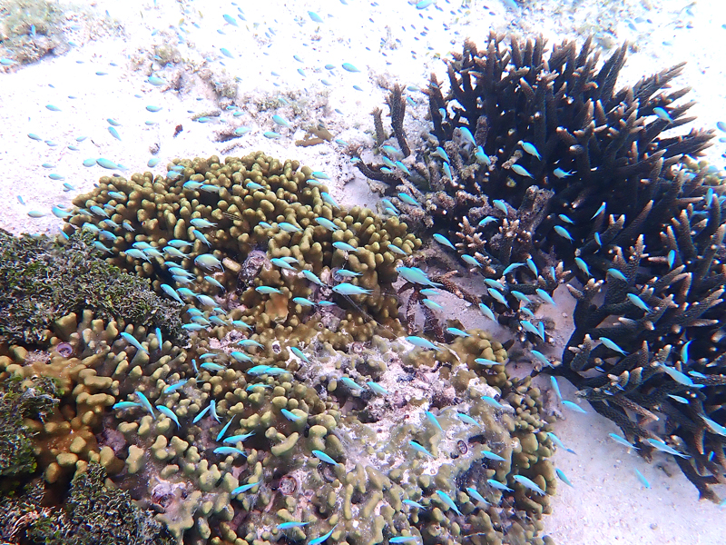 珊瑚の周りを泳ぐ青い熱帯魚の群れ