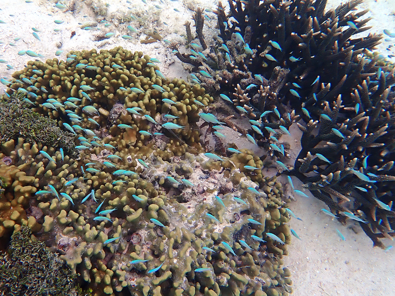 クラウンプラザリゾートグアムで見られた熱帯魚