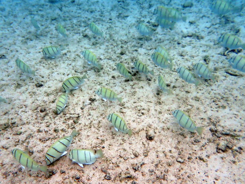 クラウンプラザリゾートグアムで見られた熱帯魚