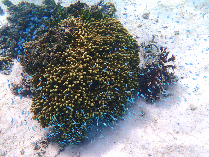 珊瑚の周りを泳ぐ青い熱帯魚の群れ