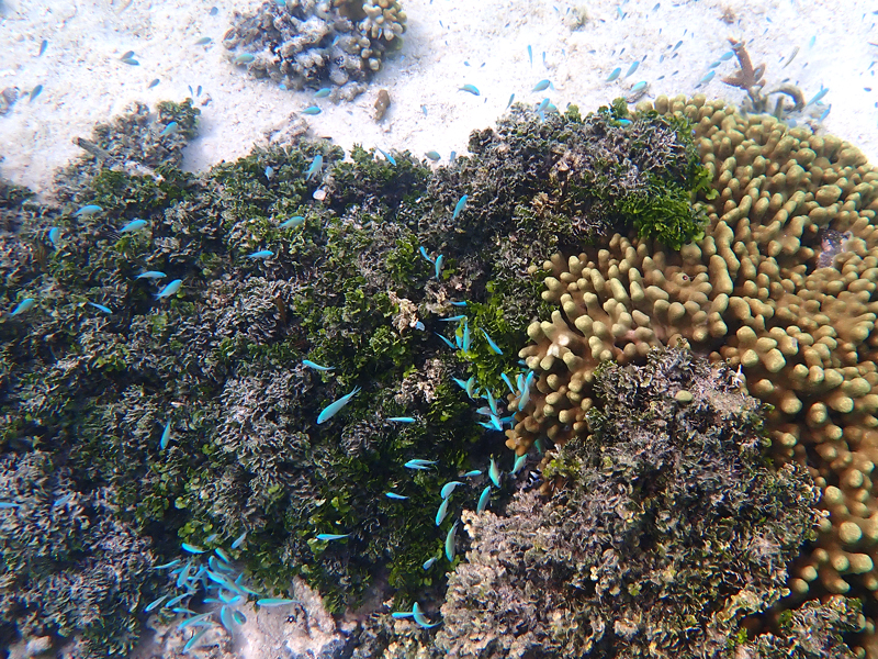 珊瑚の周りを泳ぐ青い熱帯魚の群れ