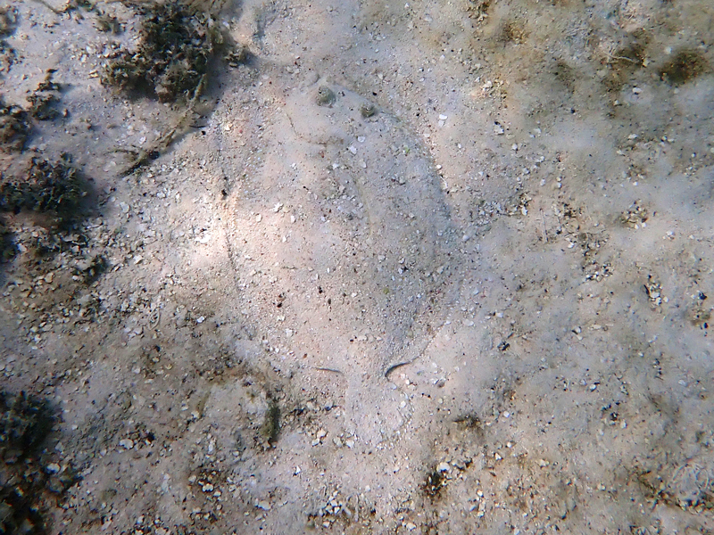 砂に擬態するヒラメ（またはカレイ）が海底に隠れている様子