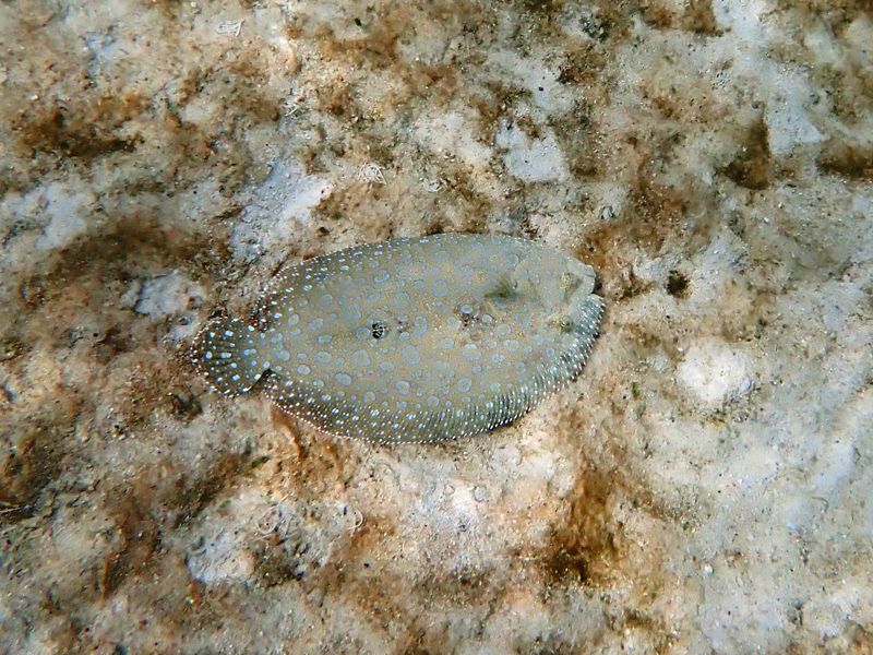 砂に擬態するヒラメ（またはカレイ）が海底に隠れている様子